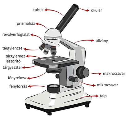 A fénymikroszkóp - https://biologiatanar.blog.hu/2023/04/12/2_vizsgalati_modszerek_es_eszkozok