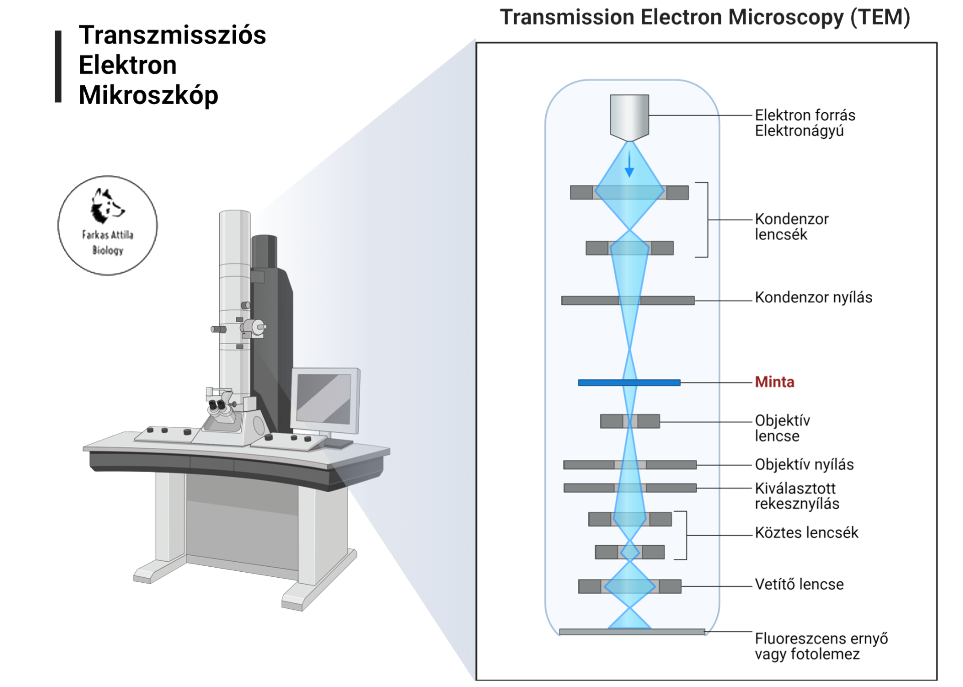 Transzmissziós elektronmikroszkóp - Farkas Attila Biology
