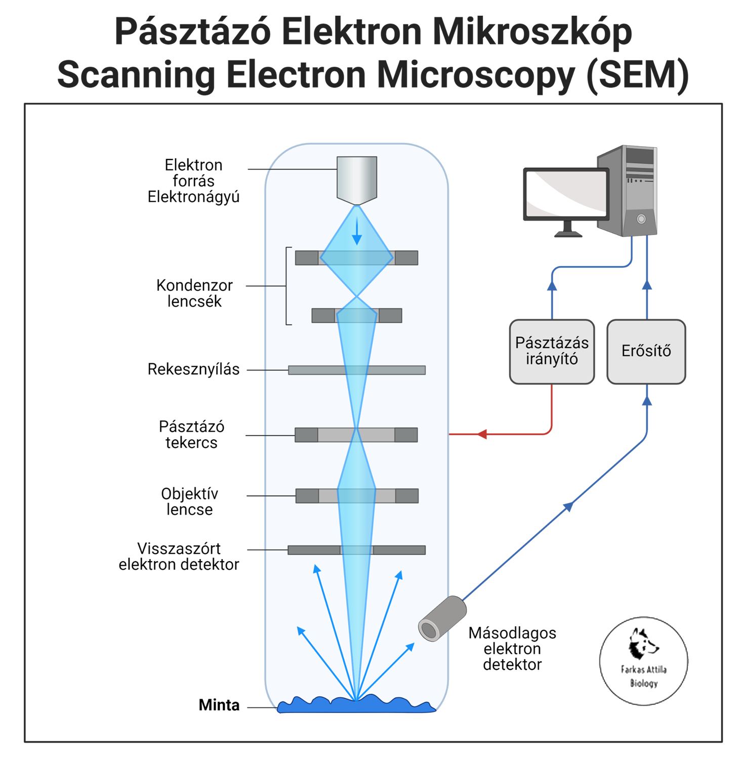Pásztázó elektronmikroszkóp - Farkas Attila Biology