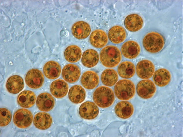 Simbiodinium sejtek egy Cassiopea xamachana medúza sejtjében  (By Allisonmlewis - Own work, CC BY-SA 4.0, https://commons.wikimedia.org/w/index.php?curid=40406771)