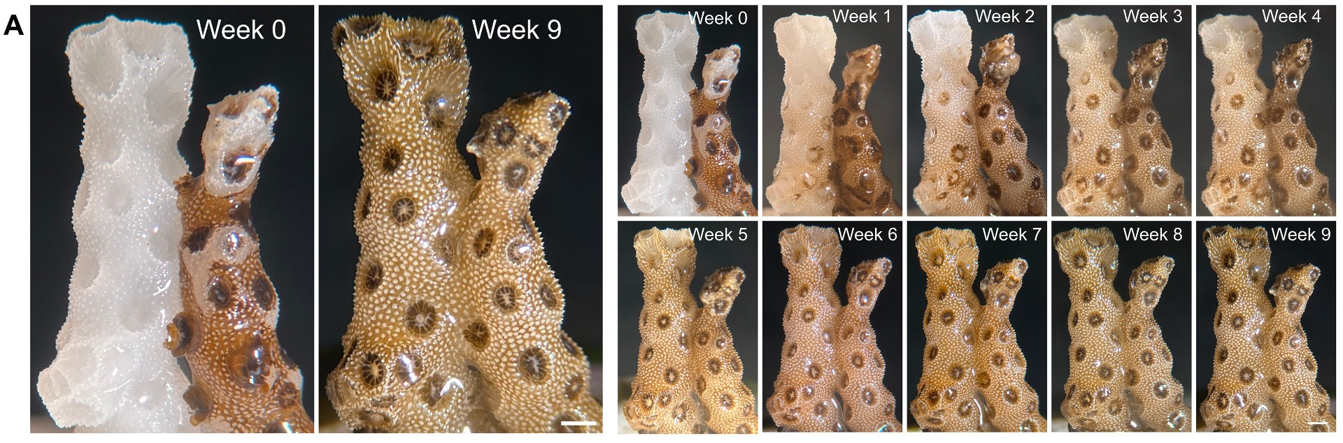 A kép forrása az eredeti publikáció. doi: 10.1126/sciadv.aeh1580